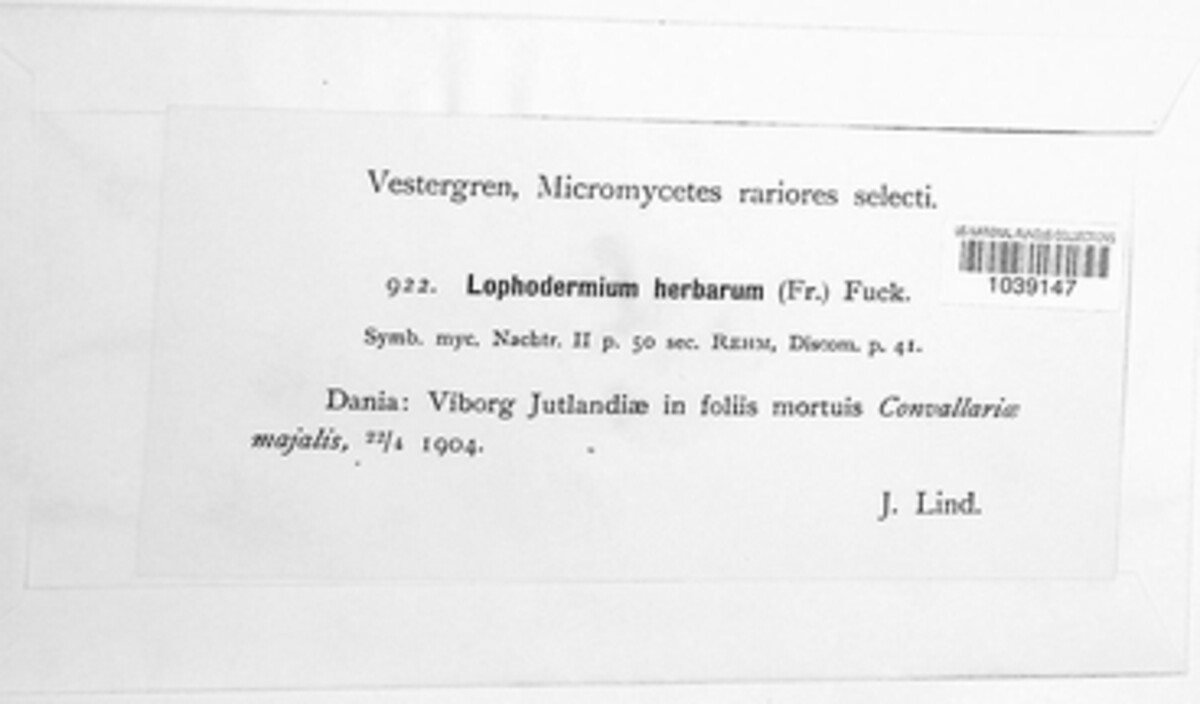 Lophodermium herbarum image